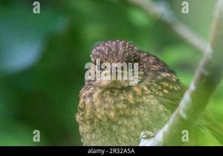 Jugendliche Robin (Erithacus Rubecula) Stockfoto