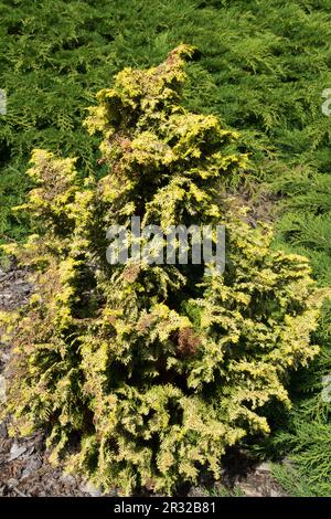 Japanische Zypresse, Hinoki Cypress „Melody“, Chamaecyparis obtusa „Melody“ Stockfoto