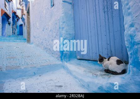 Gato en un callejon Azul, Chefchauen, --Chauen, Marruecos, Norte de Afrika, continente Africano. Stockfoto