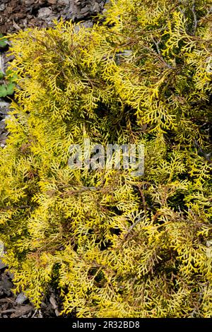 Japanische Zypresse, Chamaecyparis obtusa „Kamarachiba“, Hinoki Zypress Stockfoto