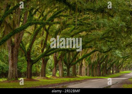 Live Oaks, Spanish Moss, Wormsloe Plantation, Savanah Georgia Stockfoto