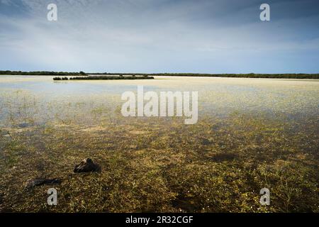 Glas Stockfoto