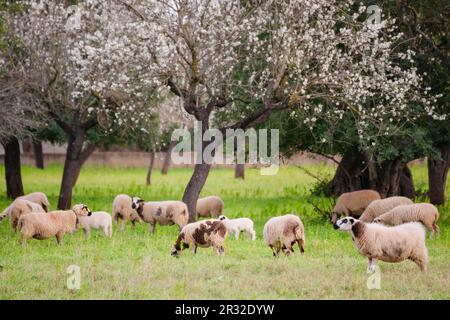 Almendros en Flor, S'Esglaieta, Esporlas, Mallorca, Balearen, Spanien, Europa. Stockfoto