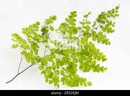 Adiantum capillus-veneris, schwarzer Maidenhair Fern auf weißem Hintergrund Stockfoto