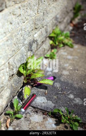 Weggeworfene Einwegdämpfe auf Gehwegen mit Unkraut neben einer hellgrauen Wand. Stockfoto