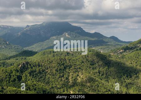 Pinar de Canet, Pinus halepensis, Esporles, Fita del RAM desde el Puig des Boixos, sierra de Tramuntana, Mallorca, Balearen, Spanien. Stockfoto