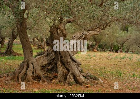 Son Marroig. Olivar. Deia. Sierra de Tramuntana. Mallorca Balearen. España. Stockfoto