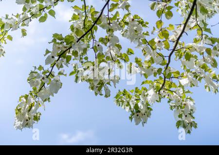 Der HandkerChief Tree, Davidia involucrata, ist ein seltener, aber sehr begehrter Baum, der aus China stammt und besonders beeindruckend ist, wenn er blüht. Sussex Stockfoto