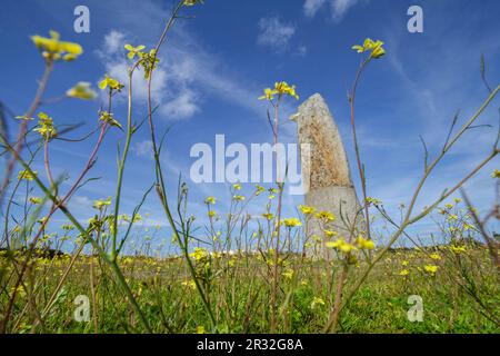 Menhir de Bulhoa, proximo ein Monsaraz, Telheiro, Alentejo, Portugal. Stockfoto