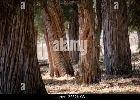 Sabinas albares (Juniperus thurifera), Espacio Natürliche del Sabinar de Calatañazor, Soria, Comunidad Autónoma de Castilla, Spanien, Europa. Stockfoto