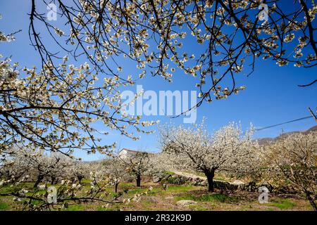 Cerezos en Flor - Prunus Cerasus, Sanxenxo, Valle del Jerte, Cáceres, Extremadura, Spanien, Europa. Stockfoto