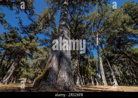 Sabinas albares (Juniperus thurifera), Espacio Natürliche del Sabinar de Calatañazor, Soria, Comunidad Autónoma de Castilla, Spanien, Europa. Stockfoto