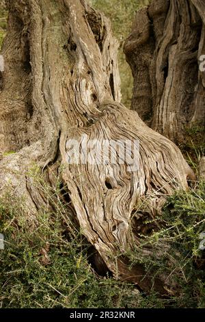 Son Marroig. Olivar. Deia. Sierra de Tramuntana. Mallorca Balearen. España. Stockfoto