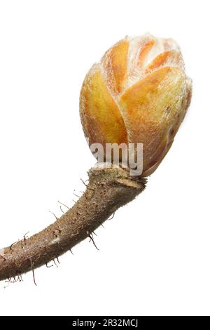 Korkenzieher Hasel (Corylus avellana) Stockfoto