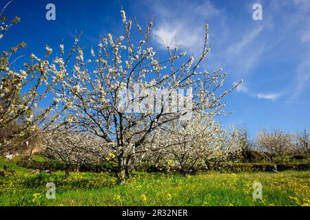 Cerezos en Flor - Prunus Cerasus, Cabrero, Valle del Jerte, Cáceres, Extremadura, Spanien, Europa. Stockfoto