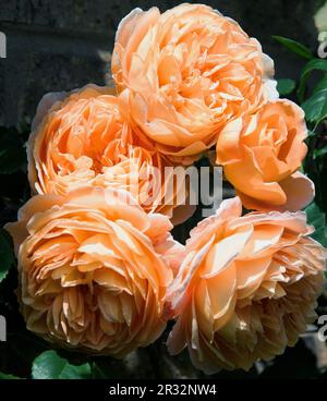 Krone „Prinzessin Margareta“ Stockfoto