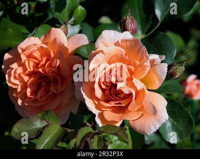 Rosa 'Dame Judy Dench' Stockfoto