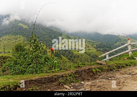 Cocora Valley, QuindÃ­o, Kolumbien Stockfoto