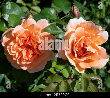 Rosa 'Dame Judy Dench' Stockfoto