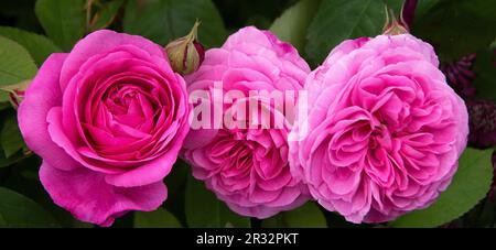 Rosa 'Gertrude Jekyll'. Stockfoto