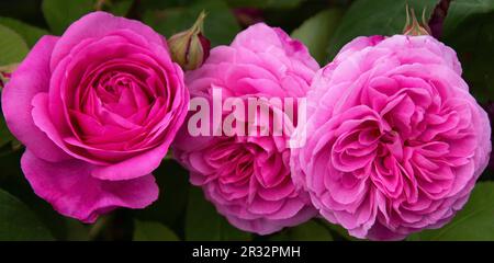 Rosa 'Gertrude Jekyll'. Stockfoto