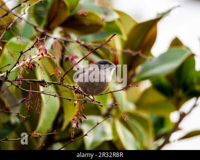 Sardinischer Warbler (Curruca melanocephala) auf einem Ast mit verschwommenem Hintergrund Stockfoto