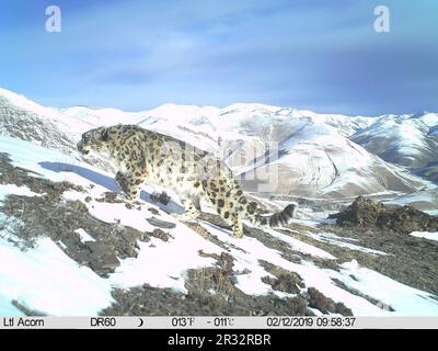 (230522) -- LHASA, 22. Mai 2023 (Xinhua) -- Dieses mit einer Infrarotkamera aufgenommene Dateifoto zeigt einen Schneeleoparden im Reservat des Mount Qomolangma im Südwesten Chinas Autonomer Region Tibet. PASSEND zu „über 100 Schneeleoparden geschätzt im Qomolangma-Reservat“ (Qomolangma Snow Leopard Protection Center/Handout über Xinhua) Gutschrift: Xinhua/Alamy Live News Stockfoto