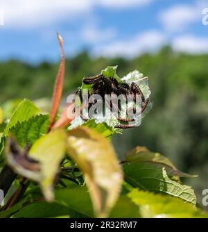 Eine Gruppe von Raupen von Schmetterlingen (3. instar) eines trauernden Mantels, der sich selbst auf einem Kirschbaum nährt Stockfoto