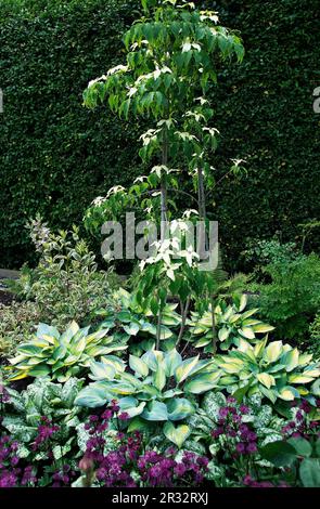 Cornus Kousa umgeben von Hosta „June“ Stockfoto