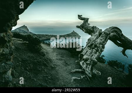 Bäume, die am Rand des steilen Felsens wachsen. Berge und Schwarzes Meer sind im Hintergrund. Novyi Svit, Krim. Ukraine. Stockfoto
