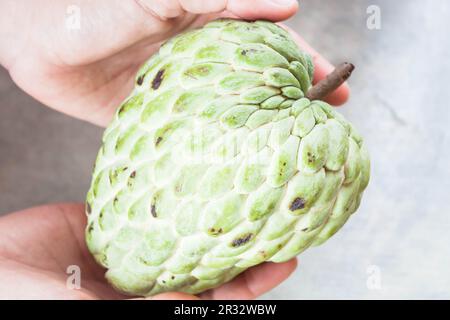 Frischer Apfel Zucker Hand auf heutige Größe Stockfoto