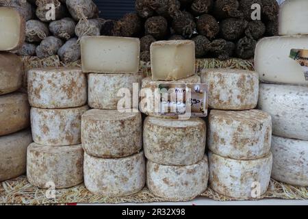 Ganz besonderer Käse aus Frankreich namens Tomme de brebis. Tomme de brebis wird aus Schafsmilch hergestellt Stockfoto