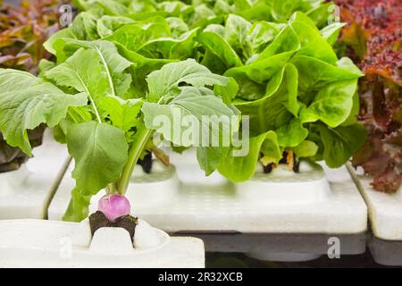 Wachstum verschiedener Kulturen von frischem Rettich und Salat auf Polystyrolblöcken in einem niederländischen Gewächshaus Stockfoto