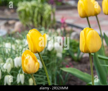 Nahaufnahme gelber Tulpen auf blühendem Blumenhintergrund. Garten, ländlich, Hütte. Stockfoto