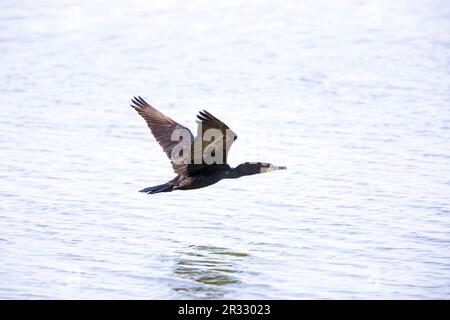 Doppelkammkormoran im Flug über den Ozean Stockfoto