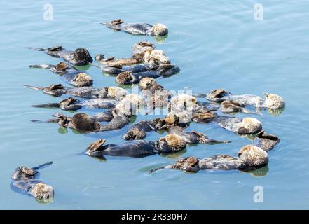 Eine große Gruppe von Seeottern schläft Stockfoto