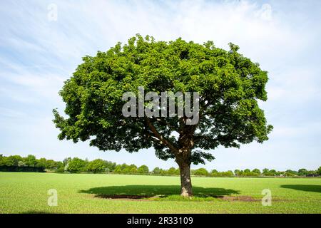 Einzeleiche in Cheshire Farmland UK Stockfoto