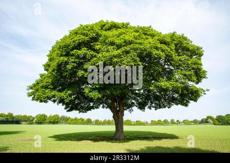 Einzeleiche in Cheshire Farmland UK Stockfoto