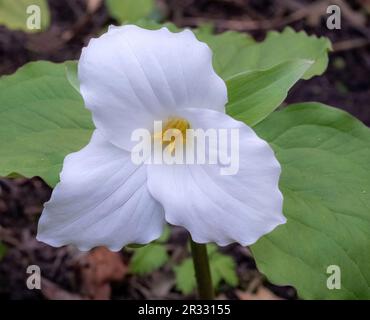 An einem Frühlingstag in Taylors Falls, Minnesota, USA, blüht eine hübsche weiße wildblume aus trillium am Rande eines Waldes. Stockfoto