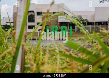 Manila. 16. Mai 2023. Das International Rice Research Institute (IRRI) wird am 16. Mai 2023 in der Provinz Laguna auf den Philippinen abgebildet. ZU „Feature: Legacy of Chinese 'Father of Hybrid Rice' continue inmitten von Ernährungssicherheitsproblemen“. Kredit: Rouelle Umali/Xinhua/Alamy Live News Stockfoto