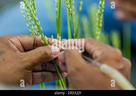 Manila. 16. Mai 2023. Am 16. Mai 2023 kreuzt ein Bauer im International Rice Research Institute (IRRI) in der Provinz Laguna auf den Philippinen Reisstängel. ZU „Feature: Legacy of Chinese 'Father of Hybrid Rice' continue inmitten von Ernährungssicherheitsproblemen“. Kredit: Rouelle Umali/Xinhua/Alamy Live News Stockfoto