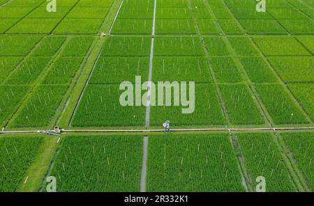 Manila. 16. Mai 2023. Dieses Luftfoto wurde am 16. Mai 2023 aufgenommen und zeigt einen Landwirt, der auf einem Reisfeld im International Rice Research Institute (IRRI) in der Provinz Laguna auf den Philippinen spaziert. ZU „Feature: Legacy of Chinese 'Father of Hybrid Rice' continue inmitten von Ernährungssicherheitsproblemen“. Kredit: Rouelle Umali/Xinhua/Alamy Live News Stockfoto