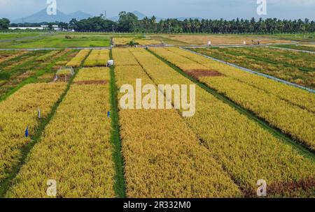 Manila. 16. Mai 2023. Dieses Luftfoto wurde am 16. Mai 2023 aufgenommen und zeigt ein Reisfeld am International Rice Research Institute (IRRI) in der Provinz Laguna auf den Philippinen. ZU „Feature: Legacy of Chinese 'Father of Hybrid Rice' continue inmitten von Ernährungssicherheitsproblemen“. Kredit: Rouelle Umali/Xinhua/Alamy Live News Stockfoto