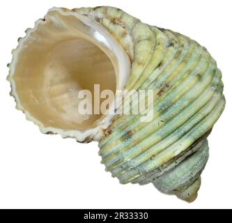 Turban/Turbo Shell (Turbo Argyrostomus) c4cm Stockfoto