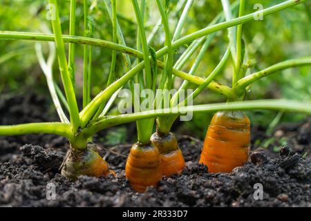 Reife Orangenkarotten, die in einem kleinen Garten aus dem Boden ragen Stockfoto