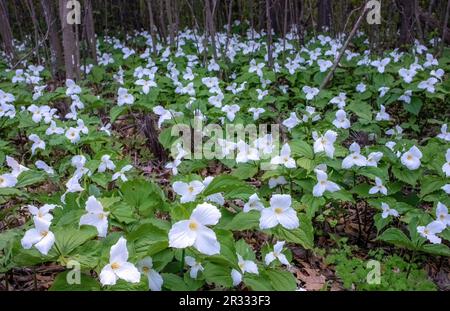 An einem Frühlingstag in Taylors Falls, Minnesota, USA, blüht eine große Gruppe weißer trillium-Wildblumen am Rande eines Waldes. Stockfoto