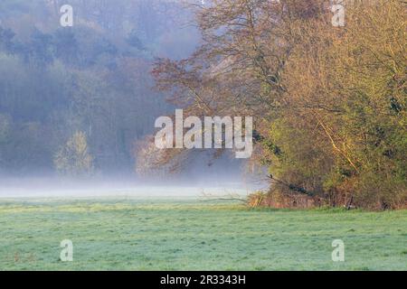 Typisches Devon tiefes Legefeld mit frühmorgendlichem Nebel, grünem Gras und Bäumen Stockfoto