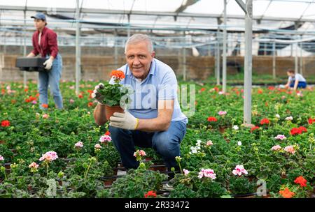 Ein alter Arbeiter, der im Gewächshaus mit einem Topf Geraniumblume sitzt Stockfoto