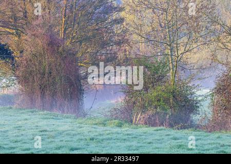 Typisches Devon tiefes Legefeld mit frühmorgendlichem Nebel, grünem Gras und Bäumen Stockfoto