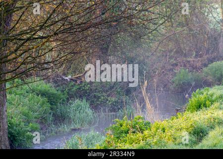 Typisches Devon tiefes Legefeld mit frühmorgendlichem Nebel, grünem Gras und Bäumen mit einem kleinen Bach Stockfoto